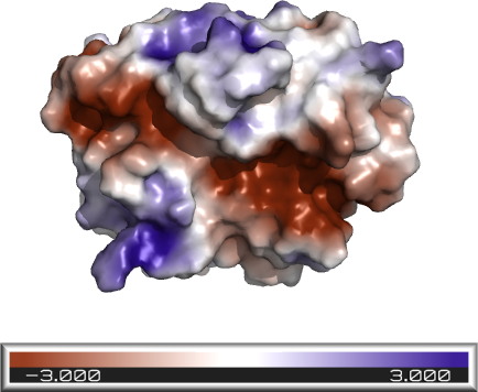 Electrostatic surface potetial of trypsin at pH 8. The scale is in units of $k_BT/e$.[code](figures/try/1s81_pH8.pml)